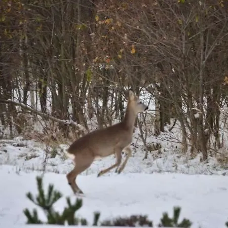 Dom Na Pstraznicy * Kudowa-Zdroj