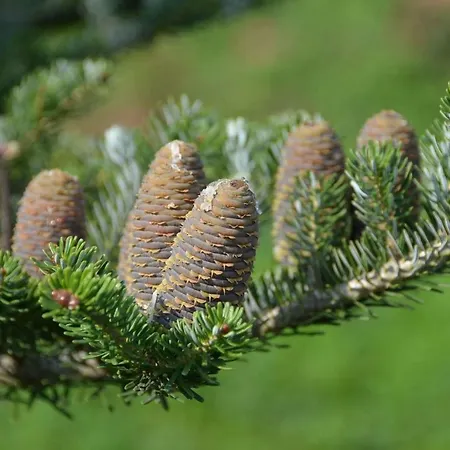 Dom Na Pstraznicy Tatil Evi