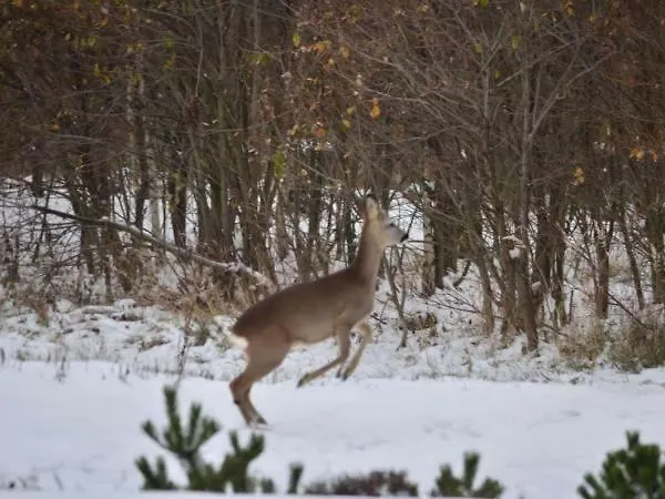 Dom Na Pstraznicy * 쿠도바-즈루이