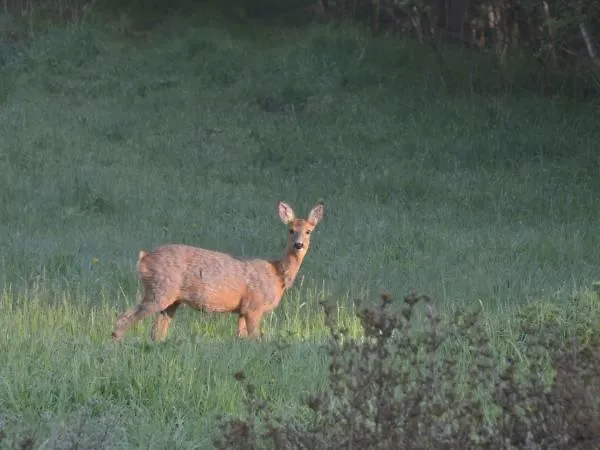 Dom Na Pstraznicy 펜션 쿠도바-즈루이