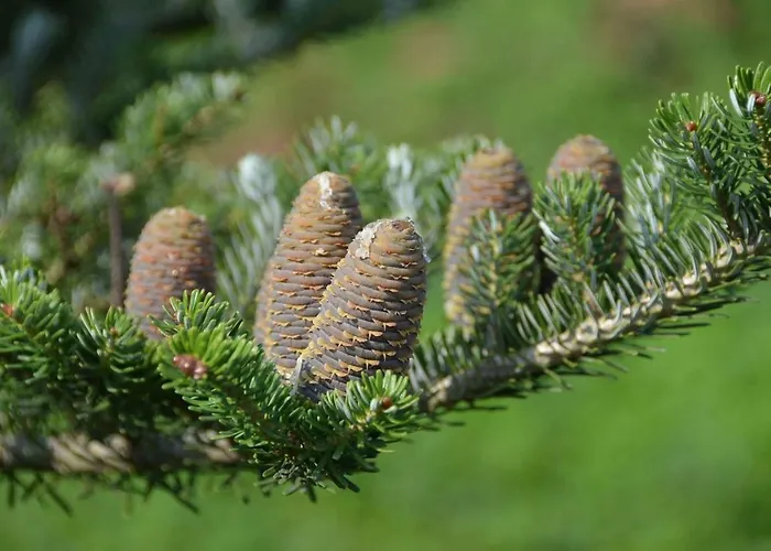 Dom Na Pstraznicy 度假居